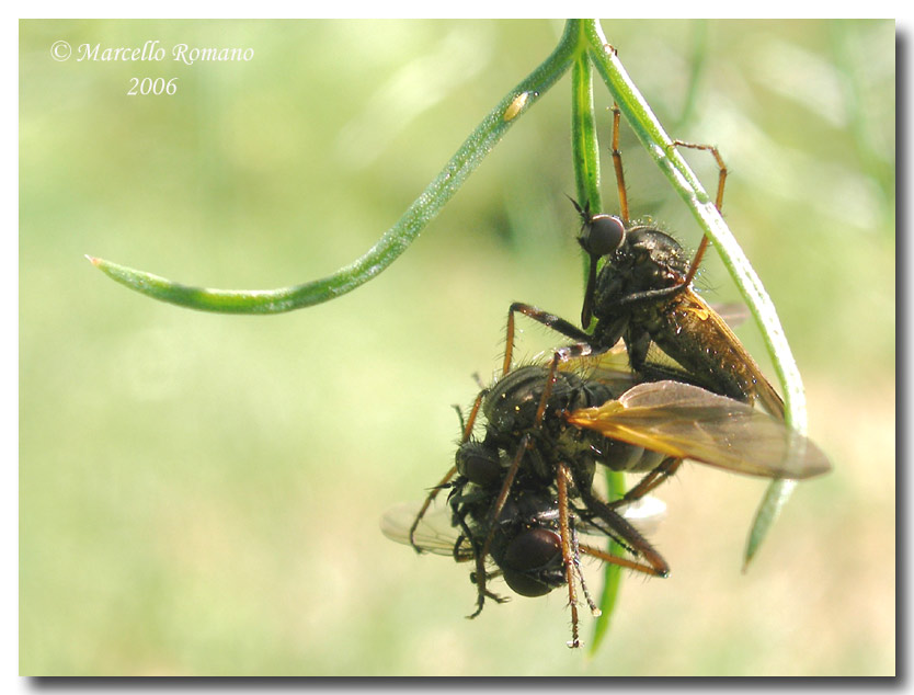 Appetiti...sessuali: Empis tessellata